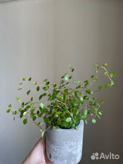 Мюленбекия