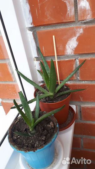 Алоэ Вера растение