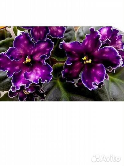 Сортовые фиалки(листики)