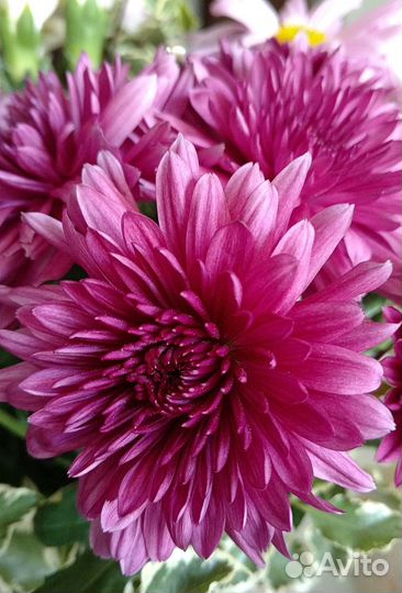 Саженцы хризантем