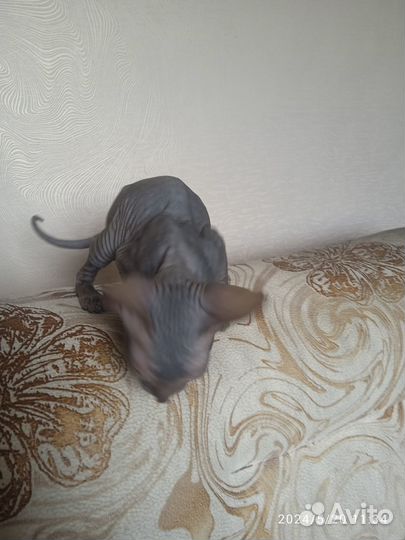 Котята сфинкс