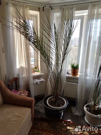 Продам финиковую пальму