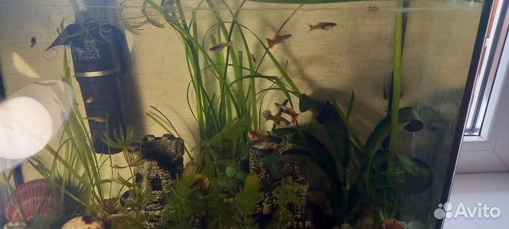 Аквариумные рыбки