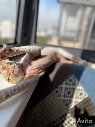 Котик девон рекс Йорик