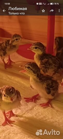 Птенцы кеклика