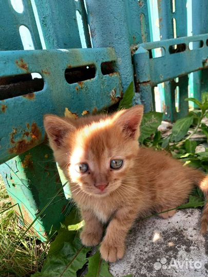 Кошки в добрые руки бесплатно