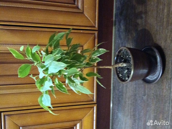 Фикус Бенджамина (40 см примерно вместе с горшком)