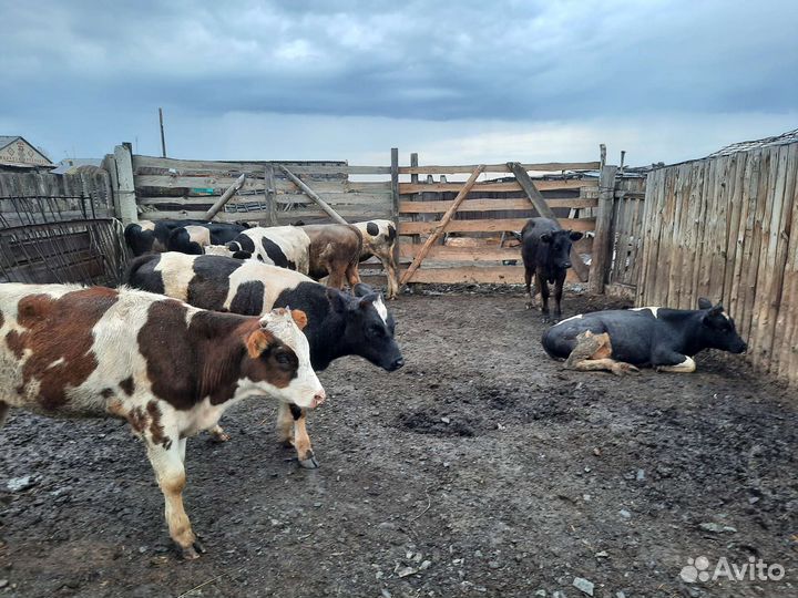 Телята 7 месячные