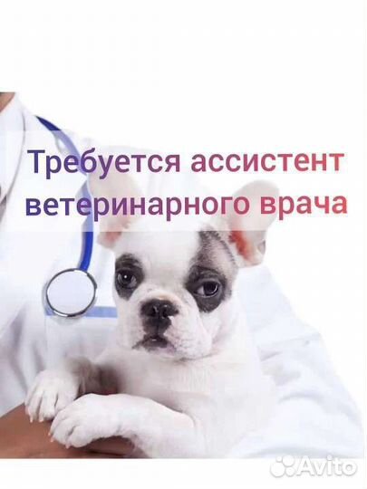 Ассистент ветеринарного врача
