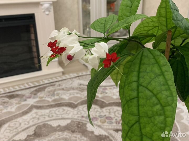 Комнатный цветок Клеродендрум