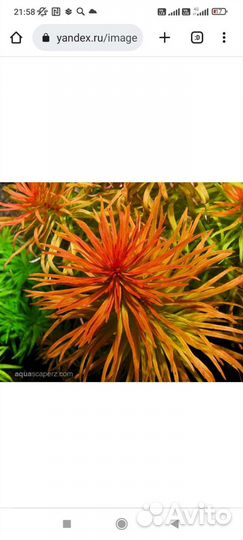 Аквариумное растение Людвигия в ассортименте