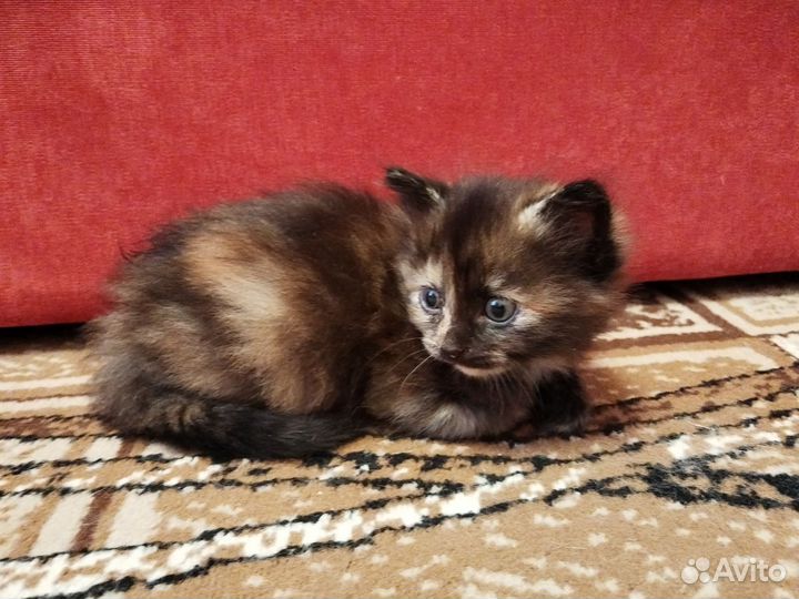 Сибирская кошечка