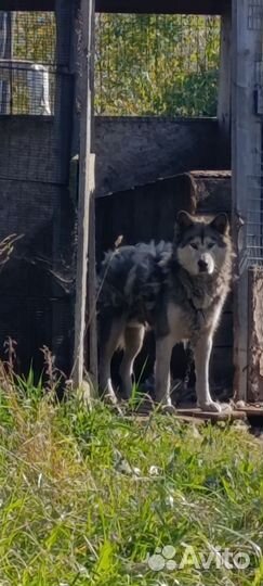 Смесь хаски и маламута