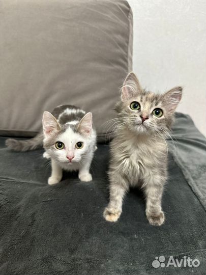 Котята ищут дом