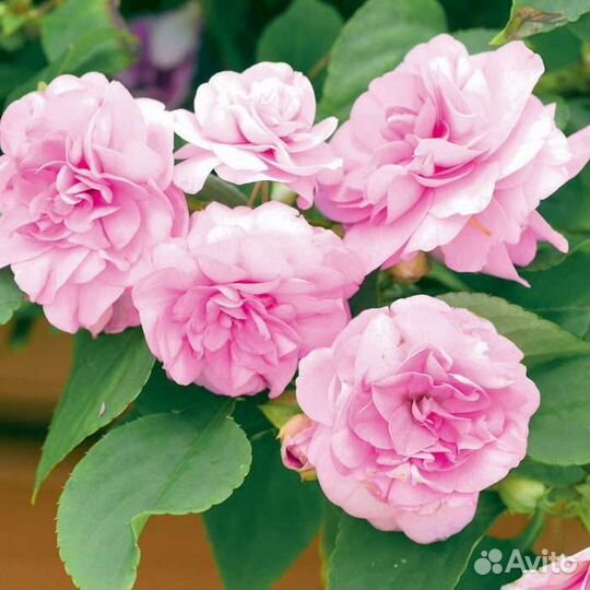 Фиалки, пальма, фикус, бальзамин,бегония