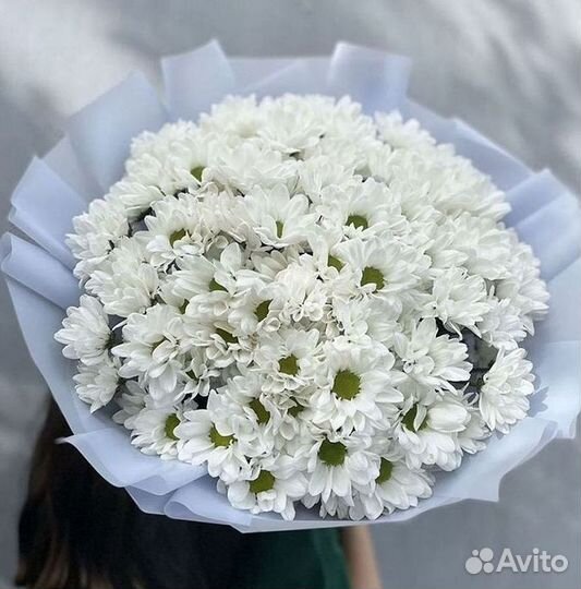 Хризантема