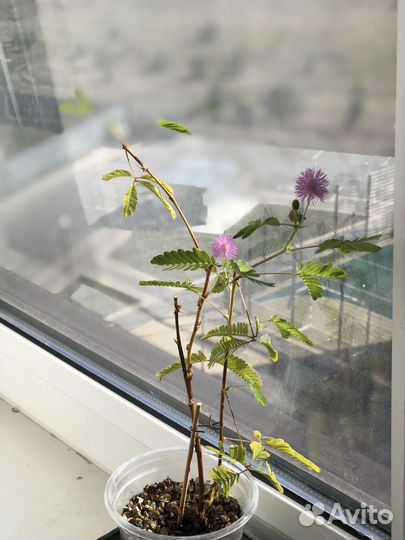 Мимоза стыдливая