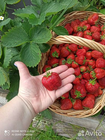 Домашняя (своя), вкуснейшая, отборная клубника