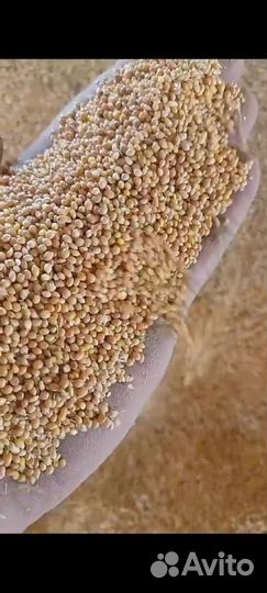 Просо желтое