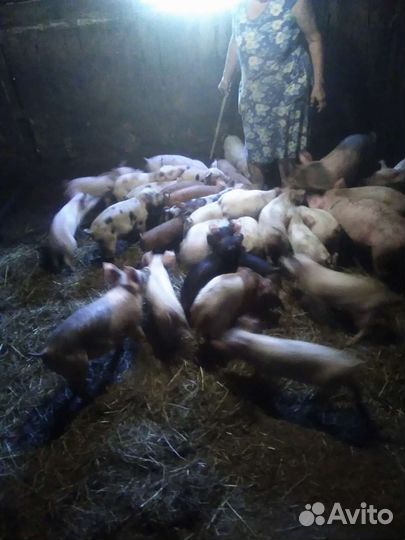 Поросята