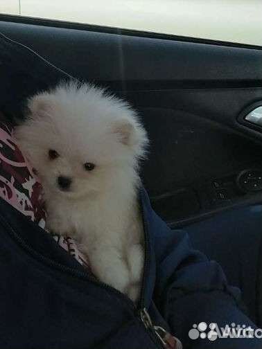 Шпицедетки