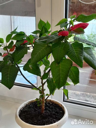 Комнатные цветы шефлера