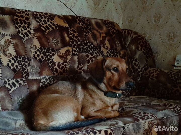 Помесь таксы в добрые руки