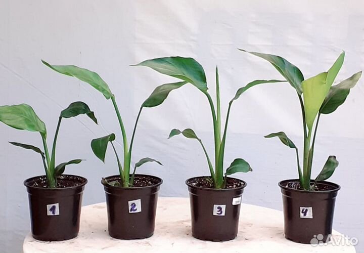 Стрелиция Николая