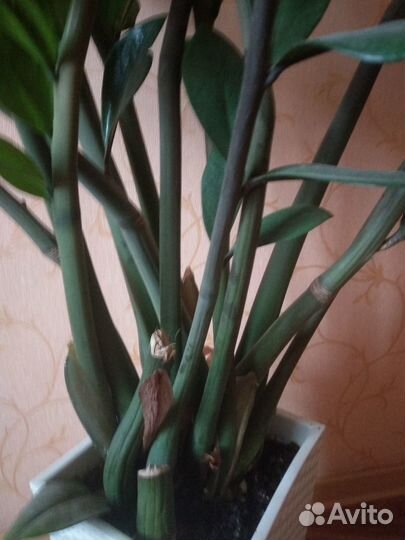 Комнатные растения Замиакулькас