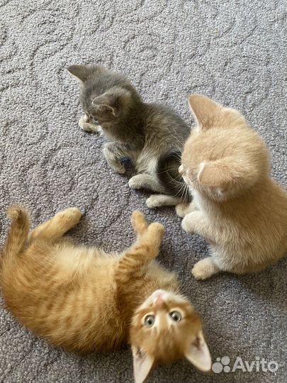 Коты в добрые руки
