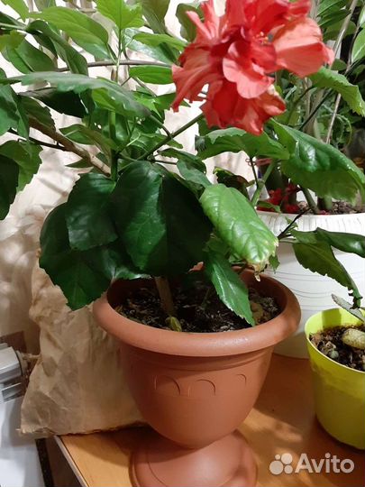 Цветы.Семена.Рассады