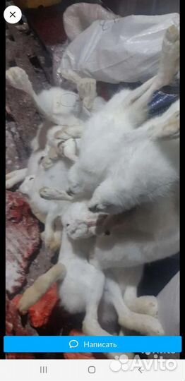 Продам мясо лосятины