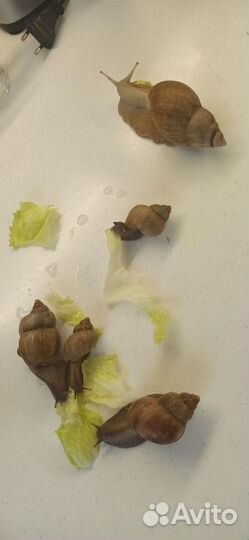 Улитки ахатины