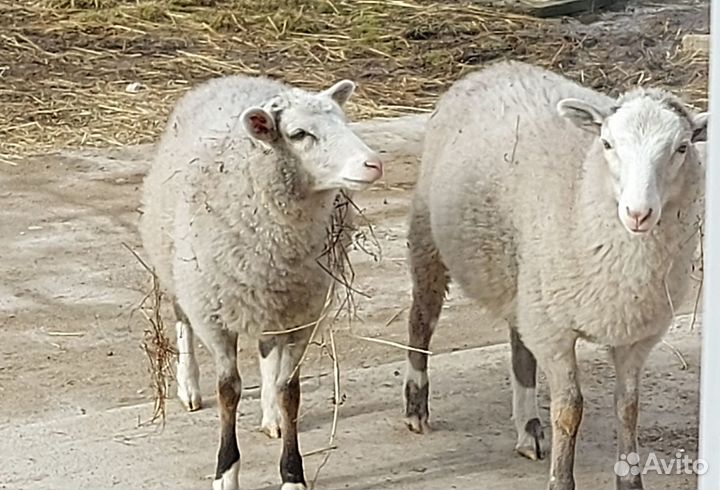 Козел и овцы