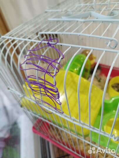 Клетка для джунгарика