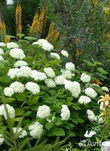 Гортензия саженцы
