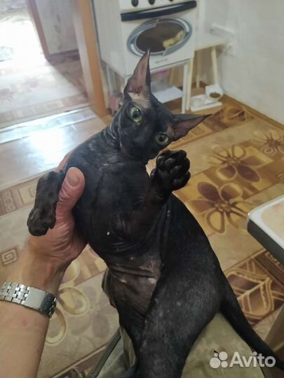 Донской сфинкс вязка