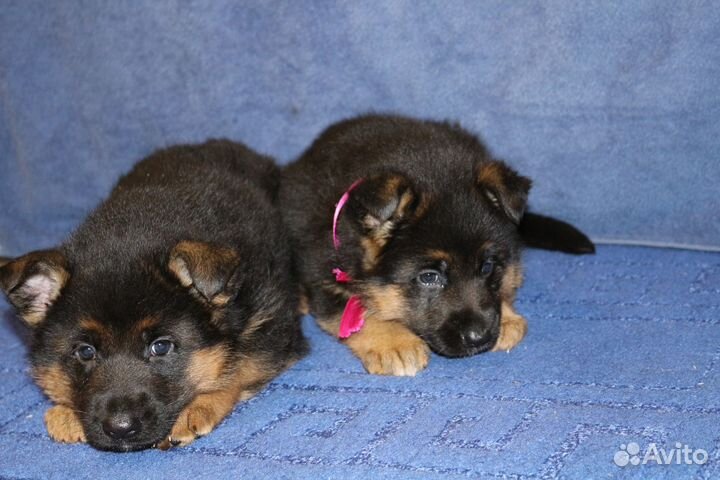 Щенки немецкой овчарки