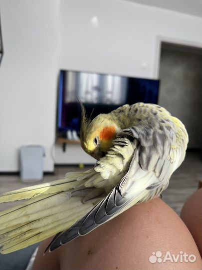 Попугай корелла