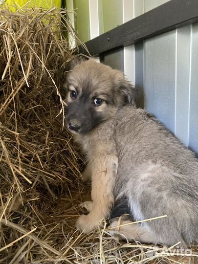 Отдам щенка в добрые руки