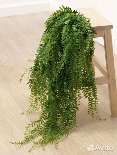 Ампельная зелень для декора свисающаяся