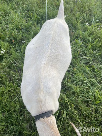 Нубийские козы