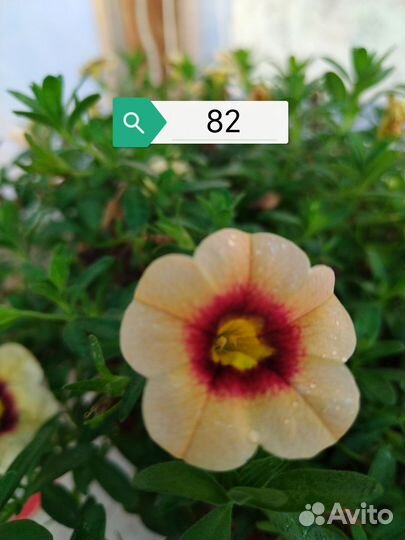 Черенки калибрахоа