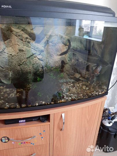 Продам аквариум, тумбу, компрессор и рыбок