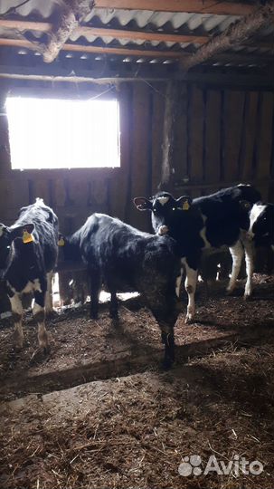 Бычки,телки.Ишеевка