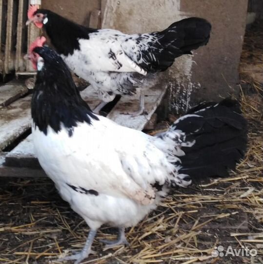 Соберу инкуб.яйцо кур Лакенфельдер