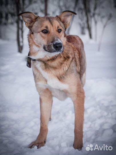 Собака в добрые руки