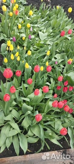 Тюльпаны букет