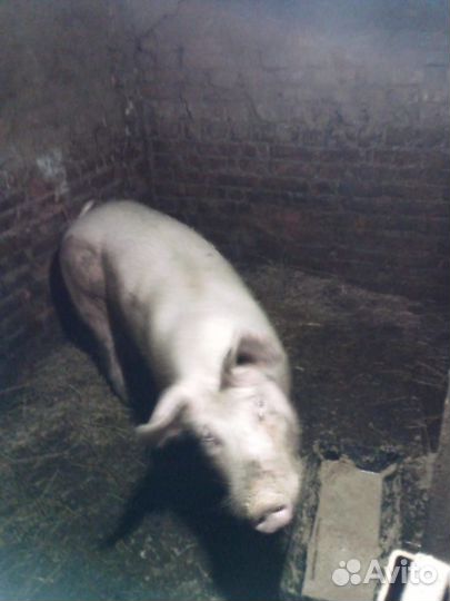 Домашние животные