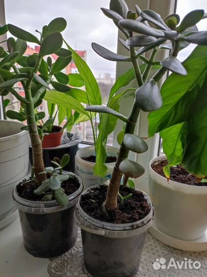 Растение золотой ус, толстянка, Спатифиллум